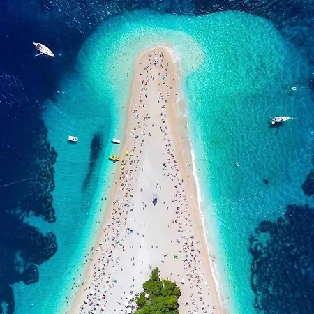 Aurea Palma Gasthuis Bol